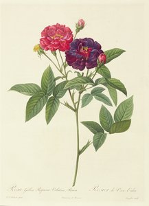 Rosa Gallica Purpurea Velutina, Parva von Pierre Joseph Redouté